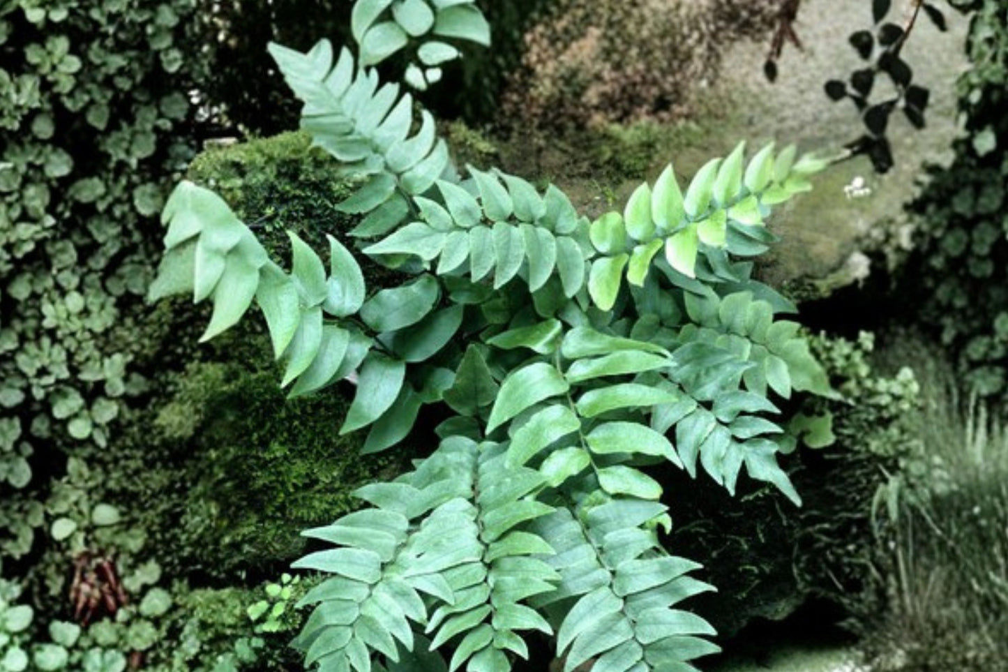 FREE SHIPPING Japanese Holly Fern Houseplant | Live Cyrtomium falcatum Starter Plant | Evergreen Indoor Fern