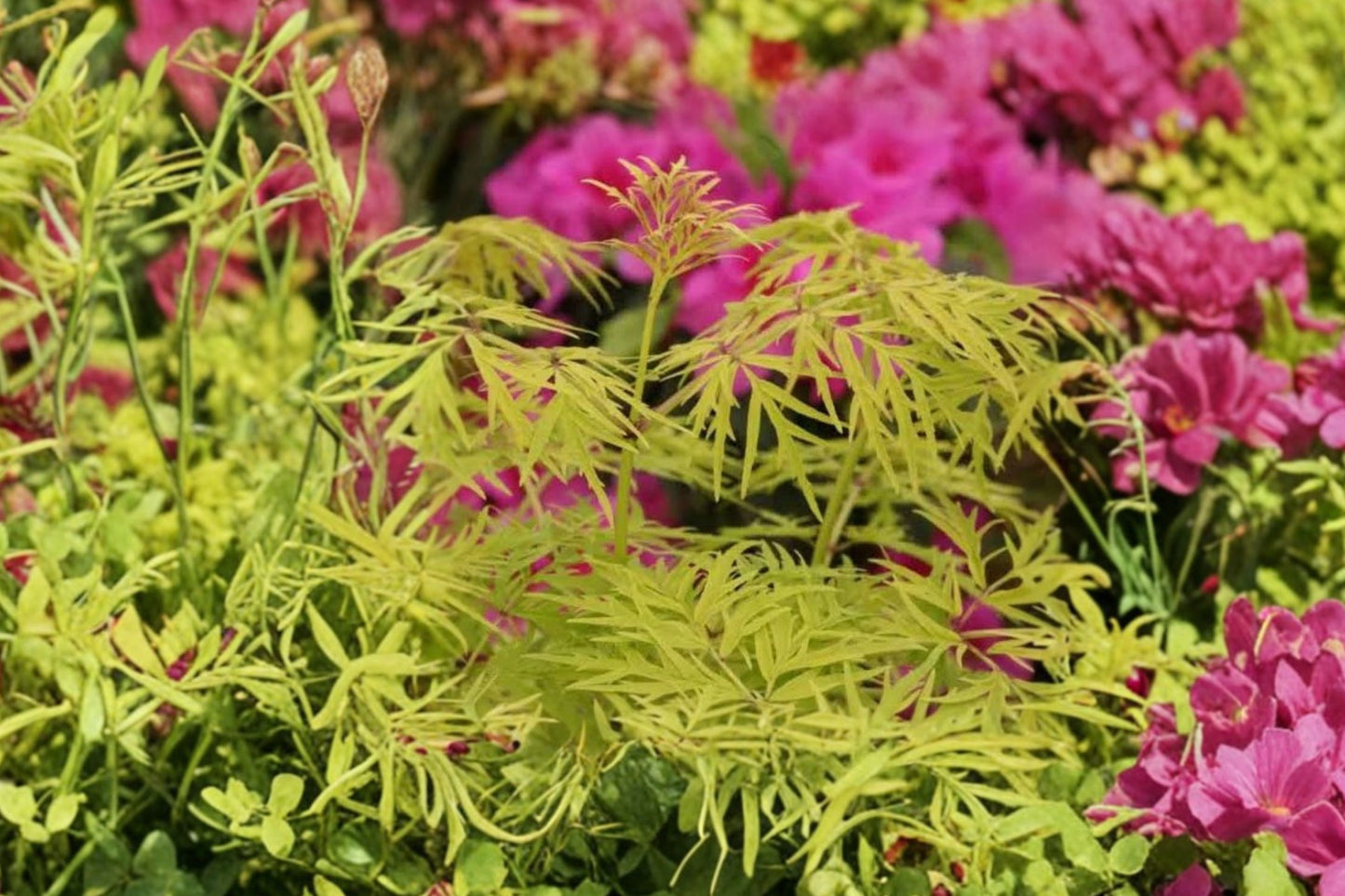 FREE SHIPPING Lemony Lace Sambucus Starter Plant | Live Sambucus racemosa 'Lemony Lace' | Golden Elderberry Shrub