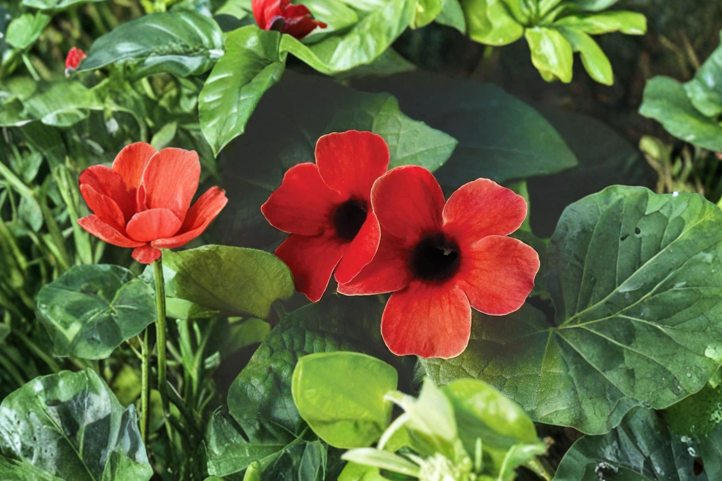 FREE SHIPPING Cherry Red Black Eyed Susan Vine Starter Plant | Live Thunbergia alata | Climbing Flowering Vine