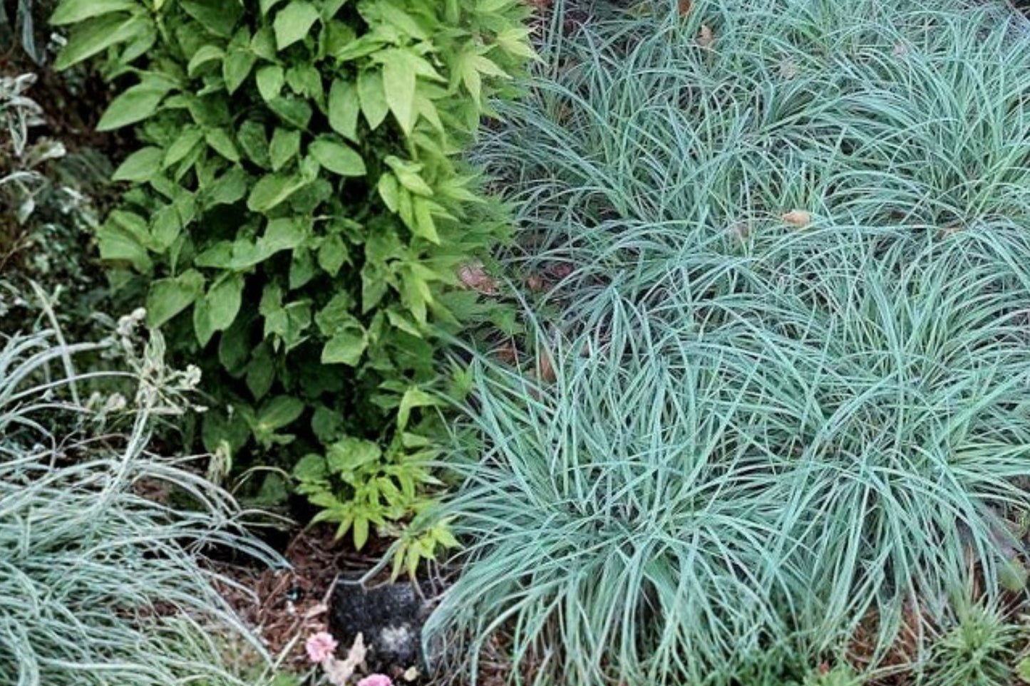 Blue Zinger Sedge Carex Starter Plant | Live Carex flacca 'Blue Zinger' | Blue Ornamental Grass | Shade Perennial