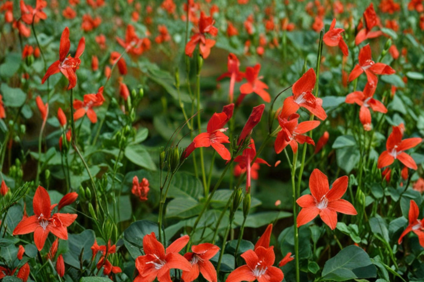 FREE SHIPPING Red Rajin Cajun Ruellia Starter Plant | Live Ruellia x 'Rajin Cajun Red' | Dwarf Mexican Petunia