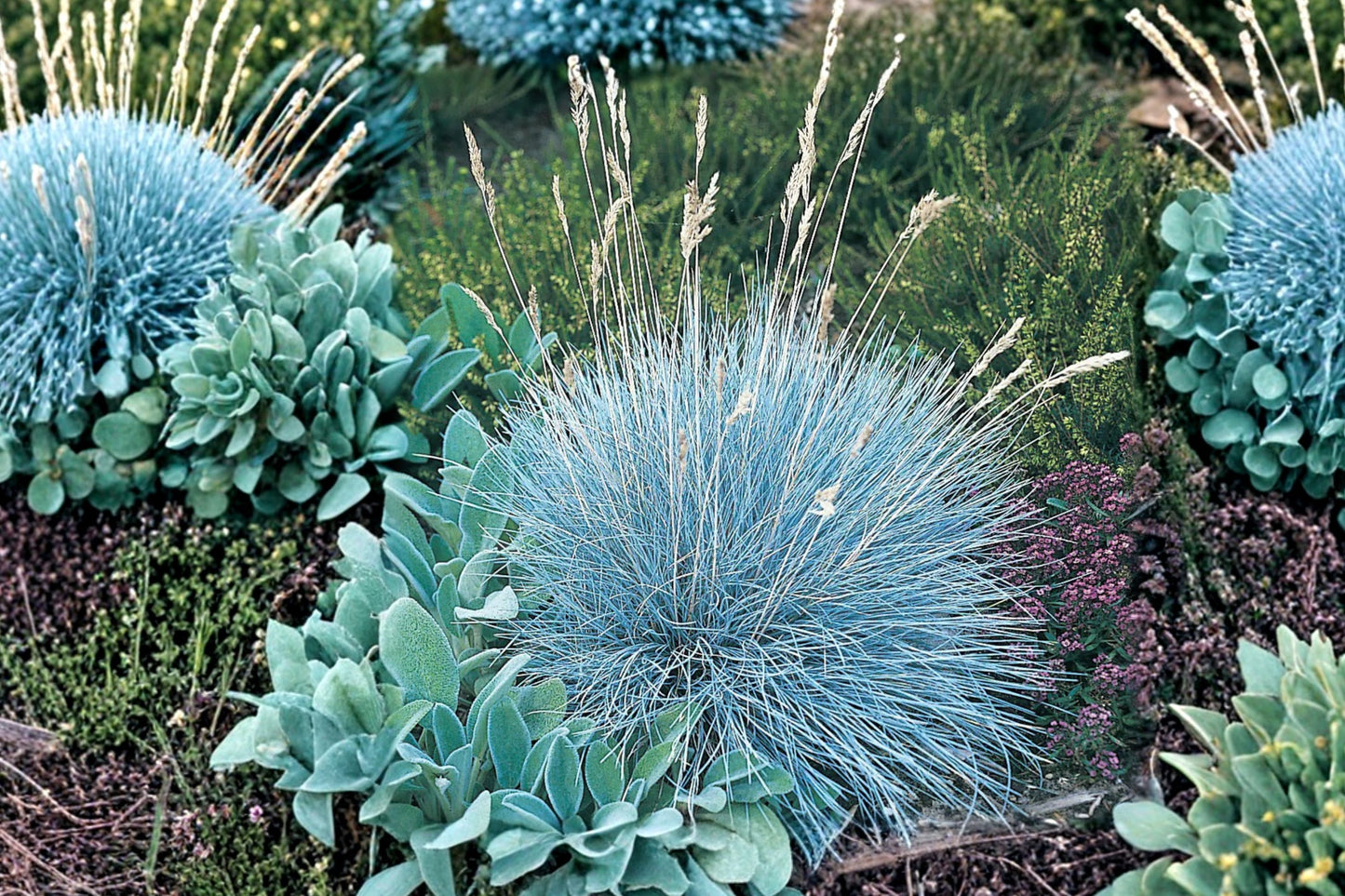 FREE SHIPPING Elijah Blue Grass Plug Starter Plant | Live Festuca glauca 'Elijah Blue' | Blue Fescue Ornamental Grass