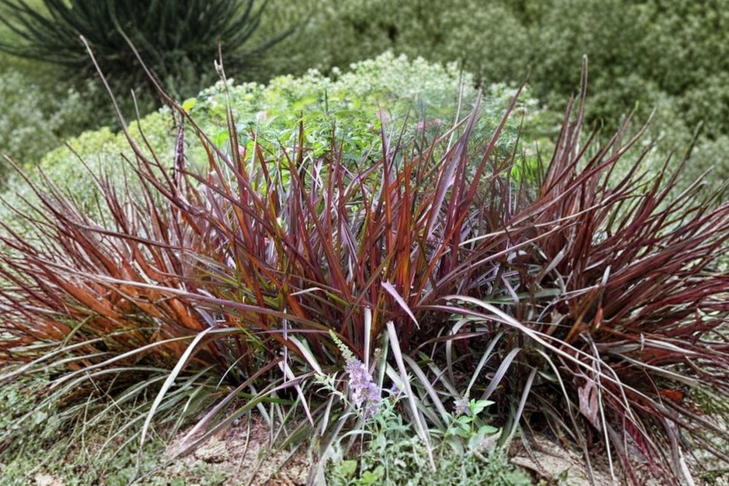 FREE SHIPPING Princess Caroline Grass Plug Starter Plant | Live Pennisetum setaceum 'Princess Caroline' | Purple Ornamental Grass