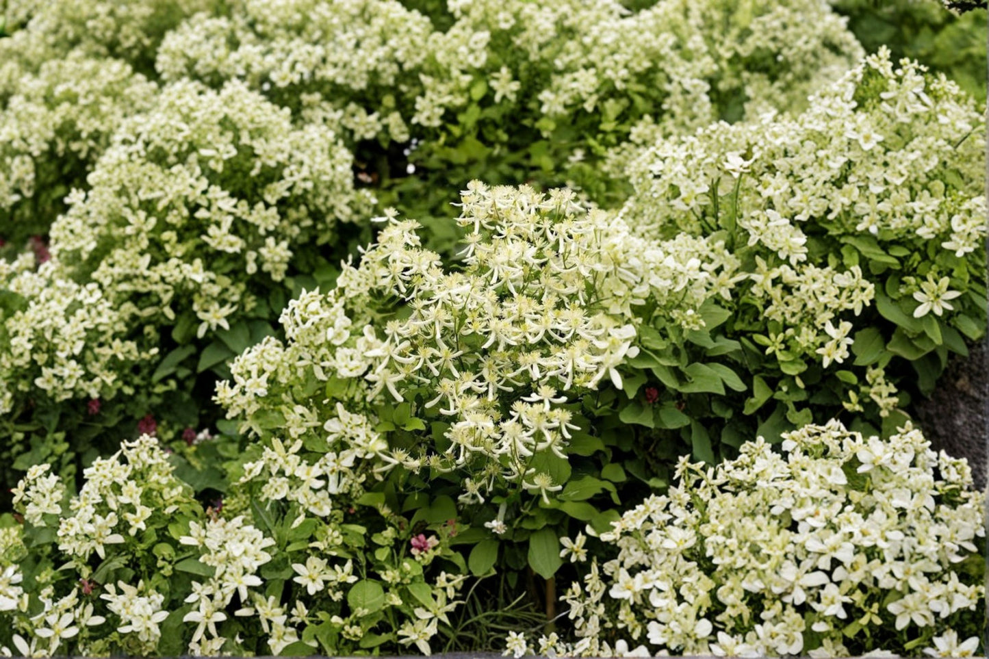 FREE SHIPPING Sweet Autumn Clematis Starter Plant | Live Clematis terniflora | Fragrant White Flowering Climbing Vine