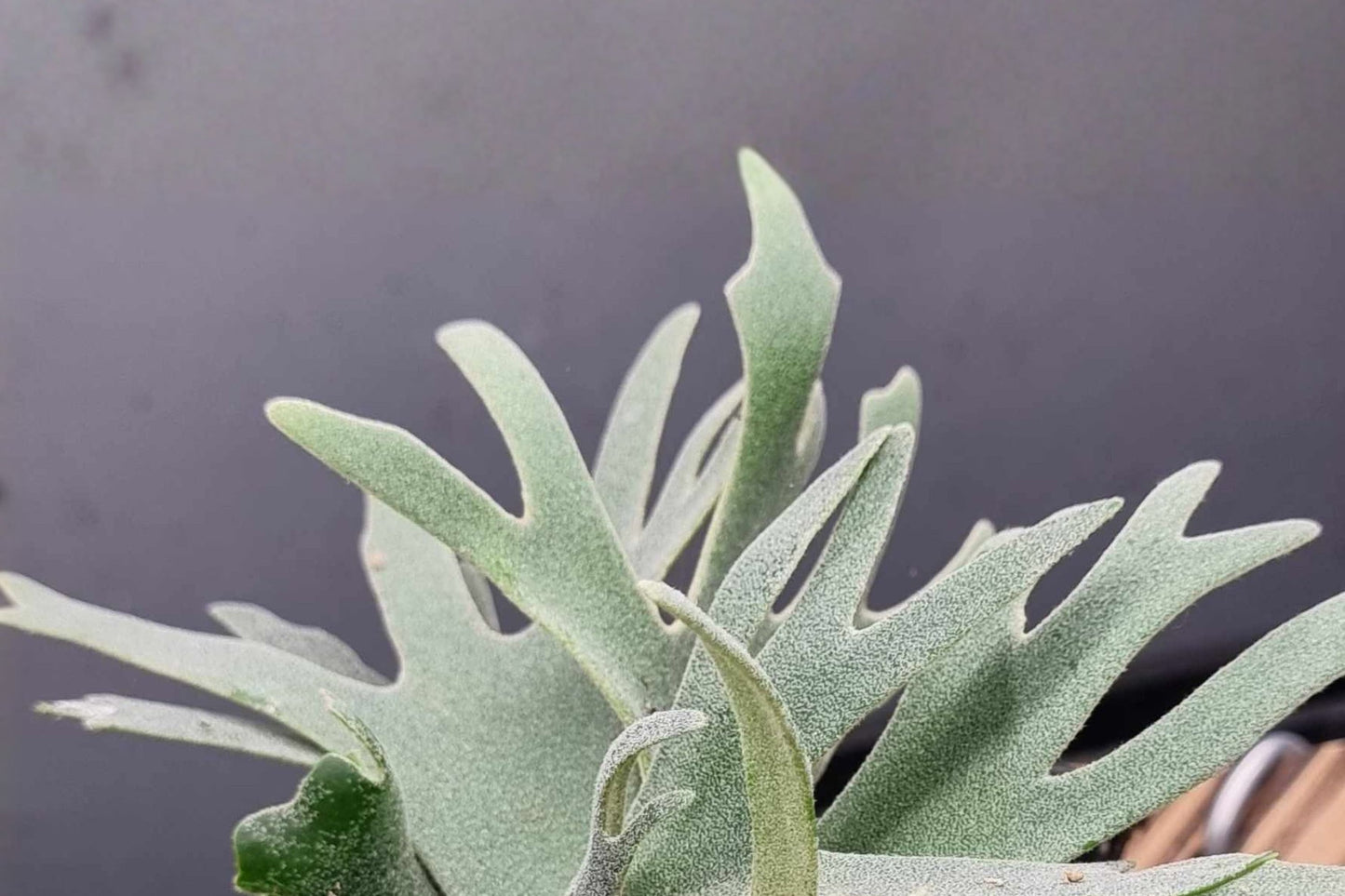 Pick Your Plant Platycerium willinckii 'Bacteria' | Live Rare Staghorn Fern | Greenhouse-Grown Houseplant