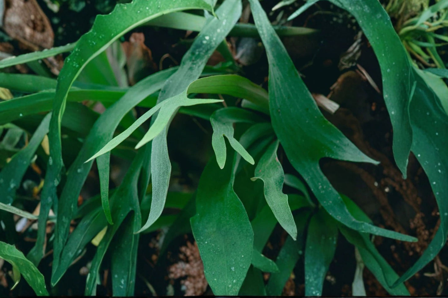 Platycerium holttumii Mounted Plaque | Live Platycerium holttumii Staghorn Fern | Rare Mounted Tropical Houseplant