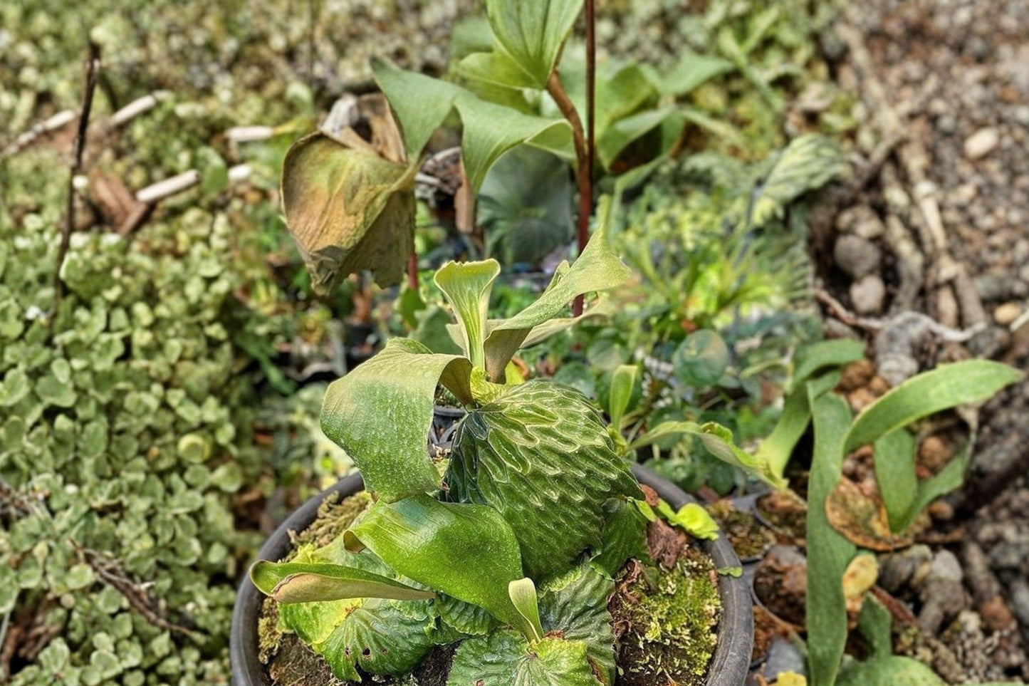 Platycerium madagascariense 4 Inch Live Plant | Rare Platycerium madagascariense Staghorn Fern | Collector Houseplant