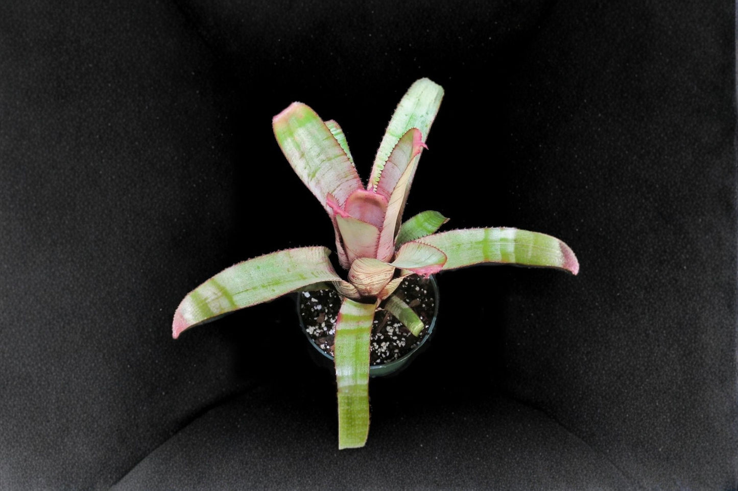 Aechmea 'Frosty the Snowman' Bromeliad Cutting | Live Aechmea 'Frosty the Snowman' Pup | Rare Tropical Houseplant