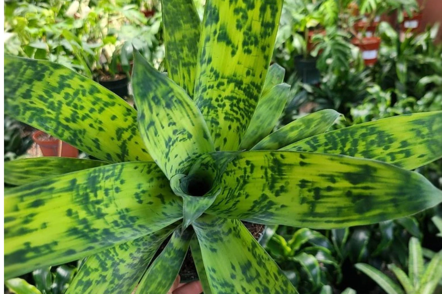 Vriesea ospinae 6 Inch Potted Bromeliad | Live Vriesea ospinae Tropical Houseplant | Rare Collector Plant