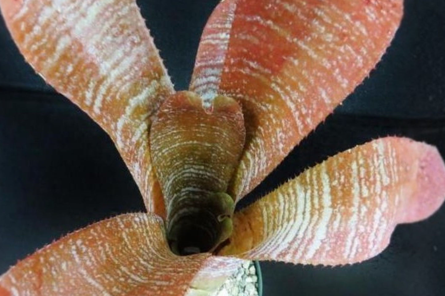 Hohenbergia 'Fudge Ripple' Live Plant | Rare Hohenbergia 'Fudge Ripple' Tropical Bromeliad | Collector Houseplant