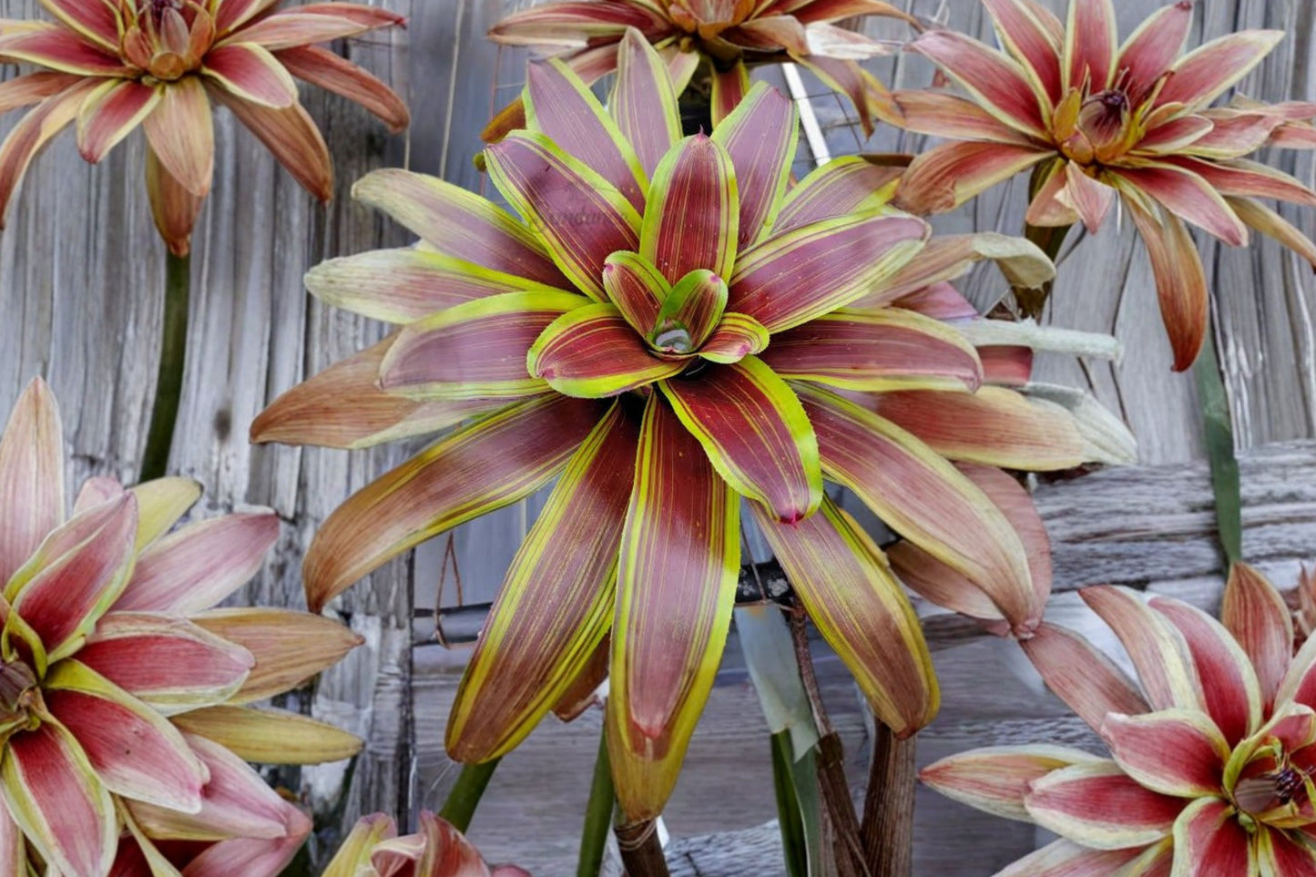 Neoregelia 'Namaskar' 6 Inch Potted Bromeliad | Live Neoregelia 'Namaskar' | Rare Tropical Houseplant