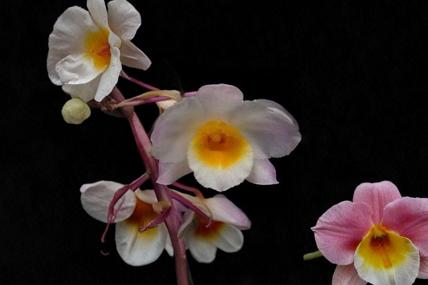 Dendrobium amabile Live Orchid | Bare Root Dendrobium amabile | Rare Fragrant Orchid | Collector Orchid Plant