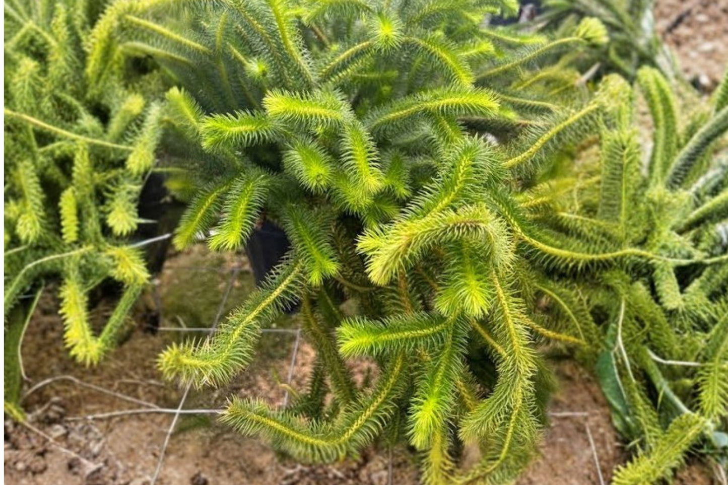 Huperzia squarrosa Live Plant | Rare Huperzia squarrosa Tassel Fern | Hanging Club Moss | Tropical Collector Houseplant