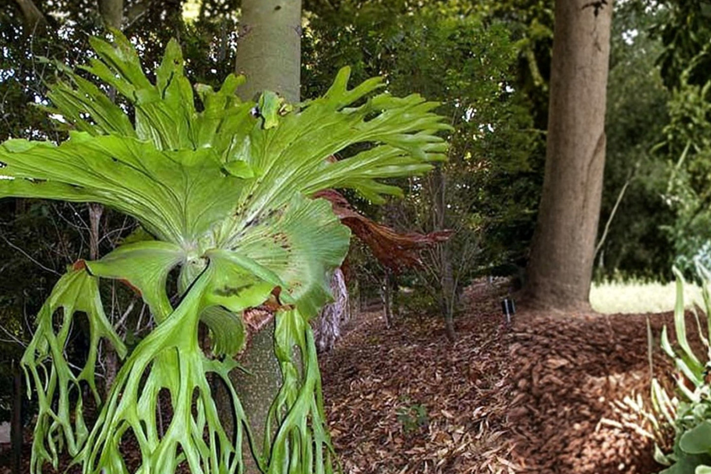 Platycerium grande Mounted Plaque | Live Platycerium grande Staghorn Fern | Rare Mounted Tropical Houseplant