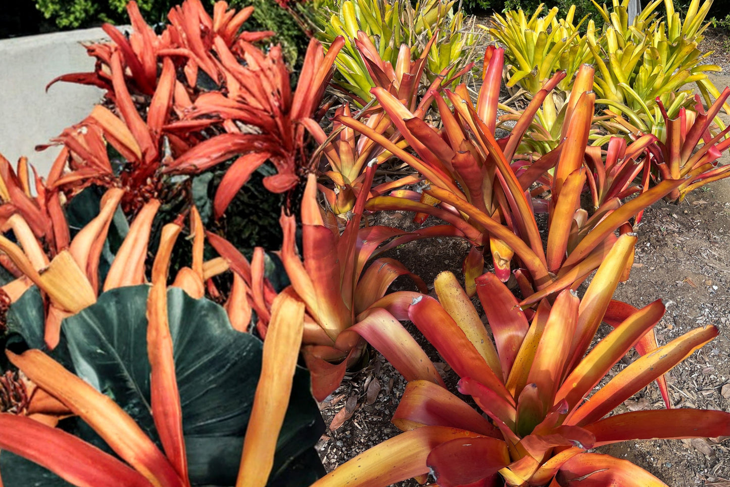 Aechmea blanchetiana 'Wally Berg' Bromeliad Cutting | Live Aechmea blanchetiana 'Wally Berg' Pup | Rare Tropical Houseplant