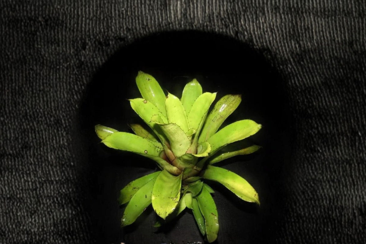 Hohenbergia leopoldo-horstii Bromeliad | Live Hohenbergia leopoldo-horstii | Rare Tropical Houseplant