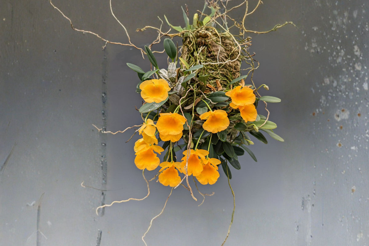 Dendrobium jenkinsii Bare Root Orchid | Live Dendrobium jenkinsii Bare Root Live Plant | Rare Species Orchid