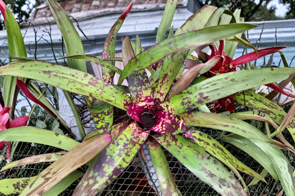 Neoregelia 'Wine + Gold' Bromeliad Cutting | Live Neoregelia 'Wine + Gold' Pup | Rare Tropical Houseplant