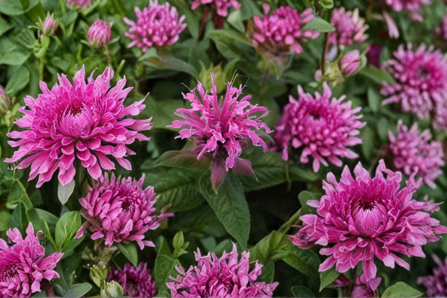 Monarda didyma 'Bee-Mine Pink' Live Plant | Monarda didyma Bee Balm | Pink Perennial Pollinator Garden Plant