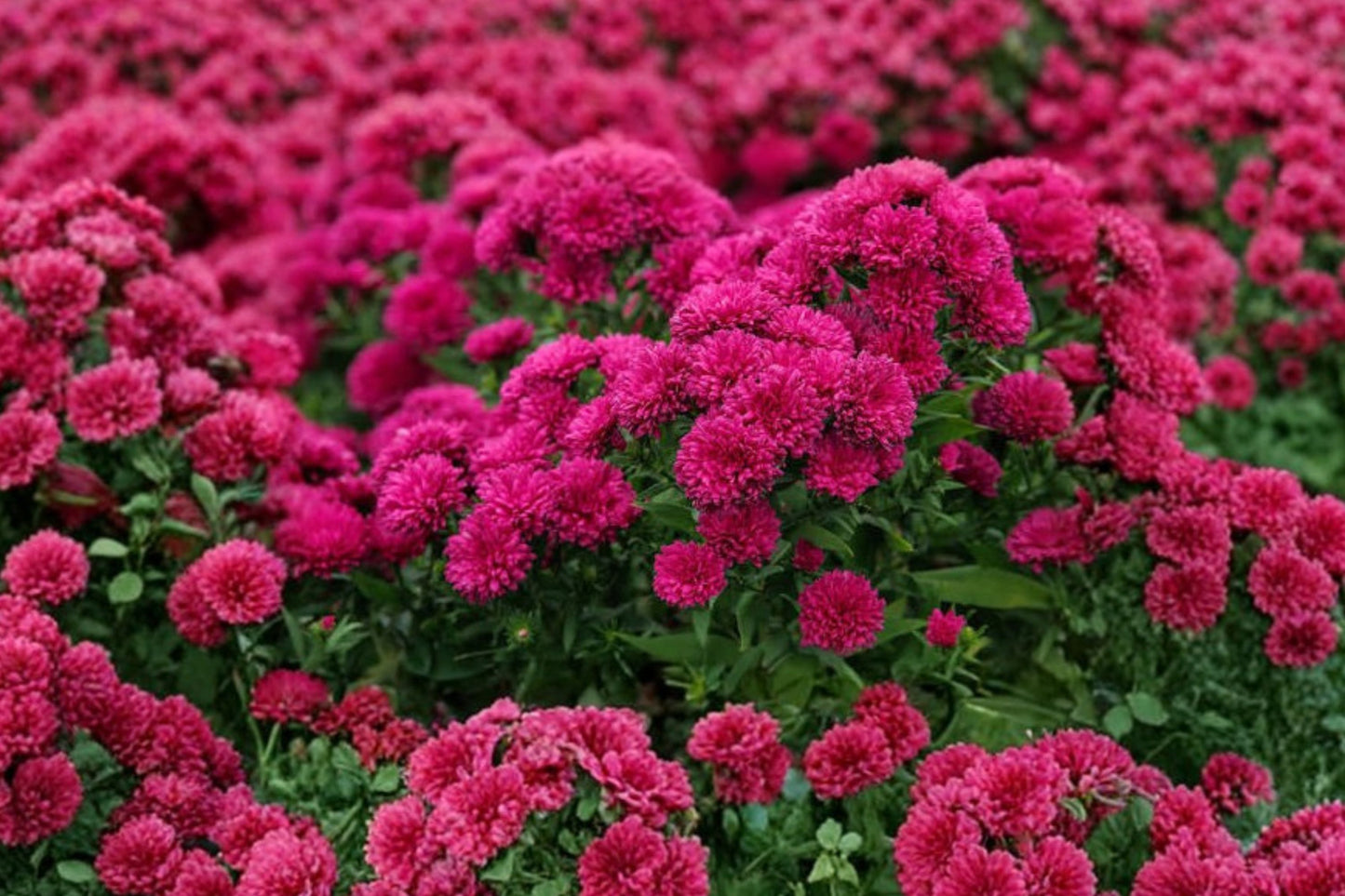 Showmakers™ Blue & Magenta Aster Mix Live Plant | Callistephus chinensis | Annual Cut Flower Garden Plant