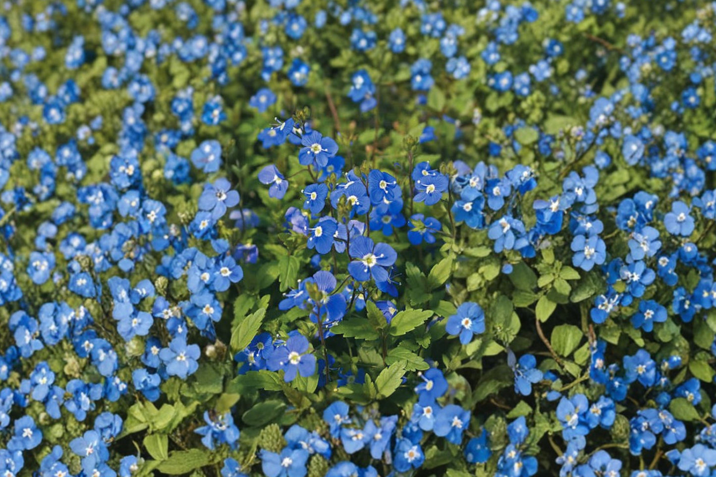 Blue Woolly Speedwell Live Plant | Veronica pectinata | Low Growing Blue Flowering Perennial Ground Cover