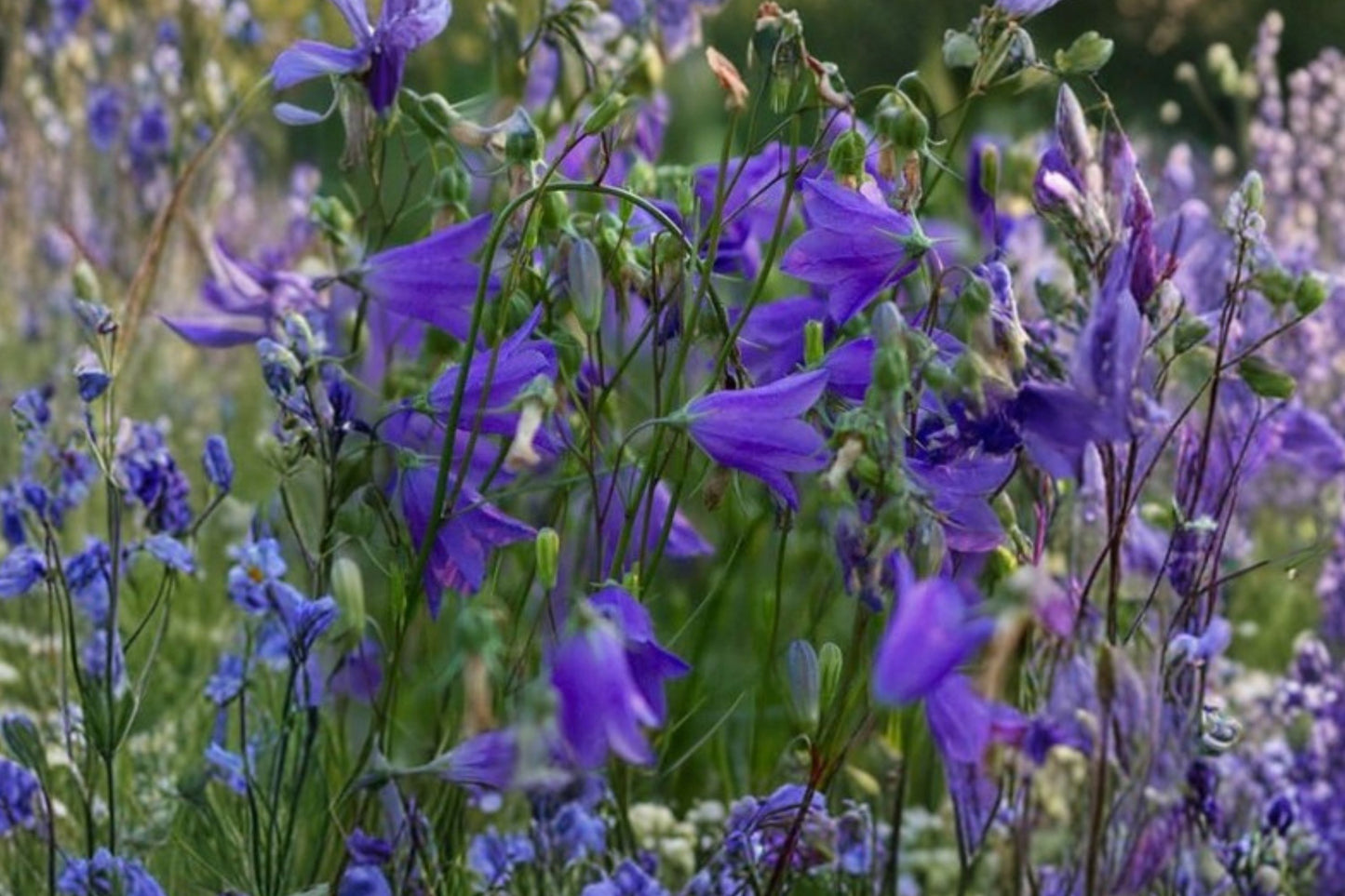 Pale Blue Bearded Bellflower Live Plant | Campanula barbata | Blue Perennial Bellflower for Rock & Cottage Gardens