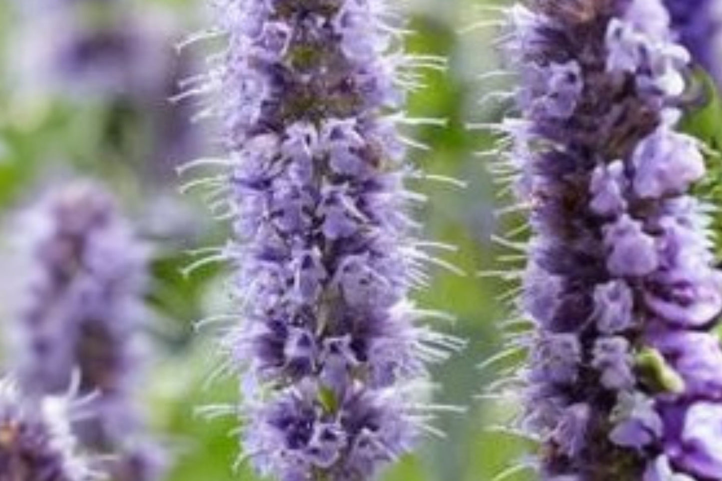 Crazy Fortune Agastache Live Plant | Agastache 'Crazy Fortune' | Hyssop Perennial Pollinator Garden Plant