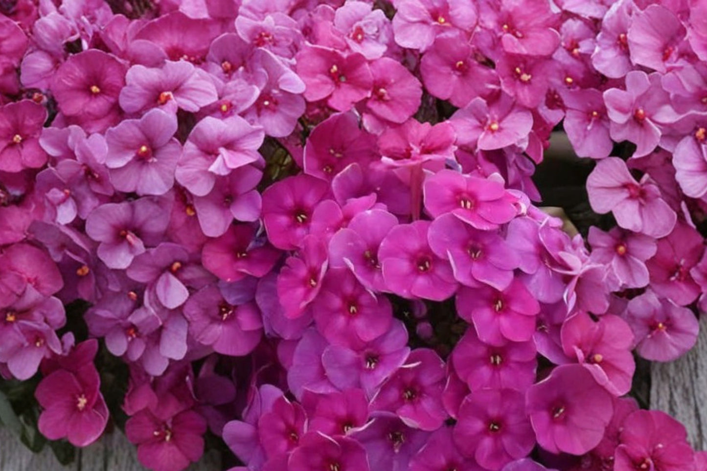 Garden Girls® Material Girl Phlox Live Plant | Phlox paniculata 'Material Girl' | Fragrant Perennial Pollinator Flower