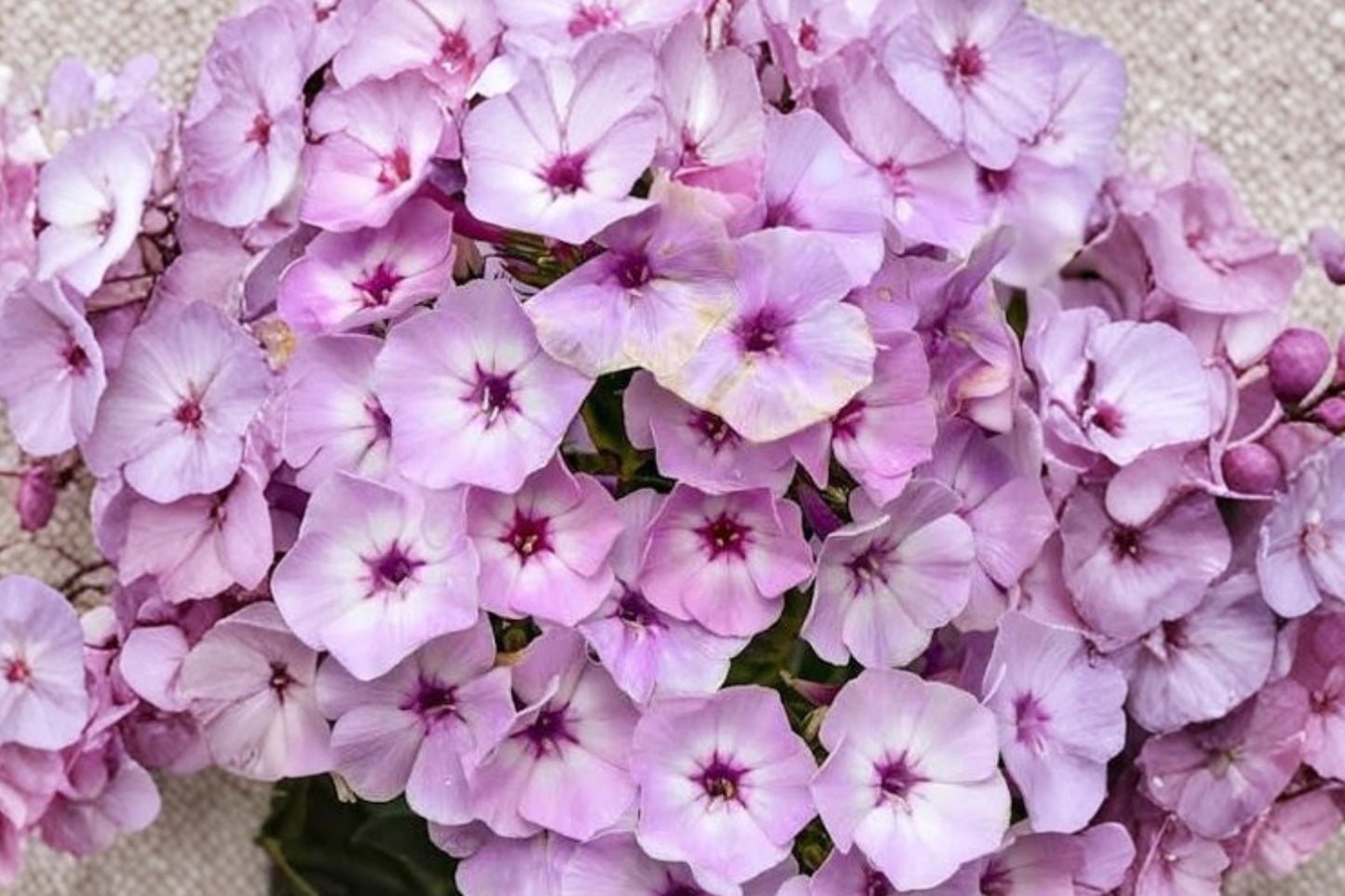 Garden Girls® Fancy Girl Phlox Live Plant | Phlox paniculata 'Fancy Girl' | Tall Fragrant Perennial Pollinator Flower