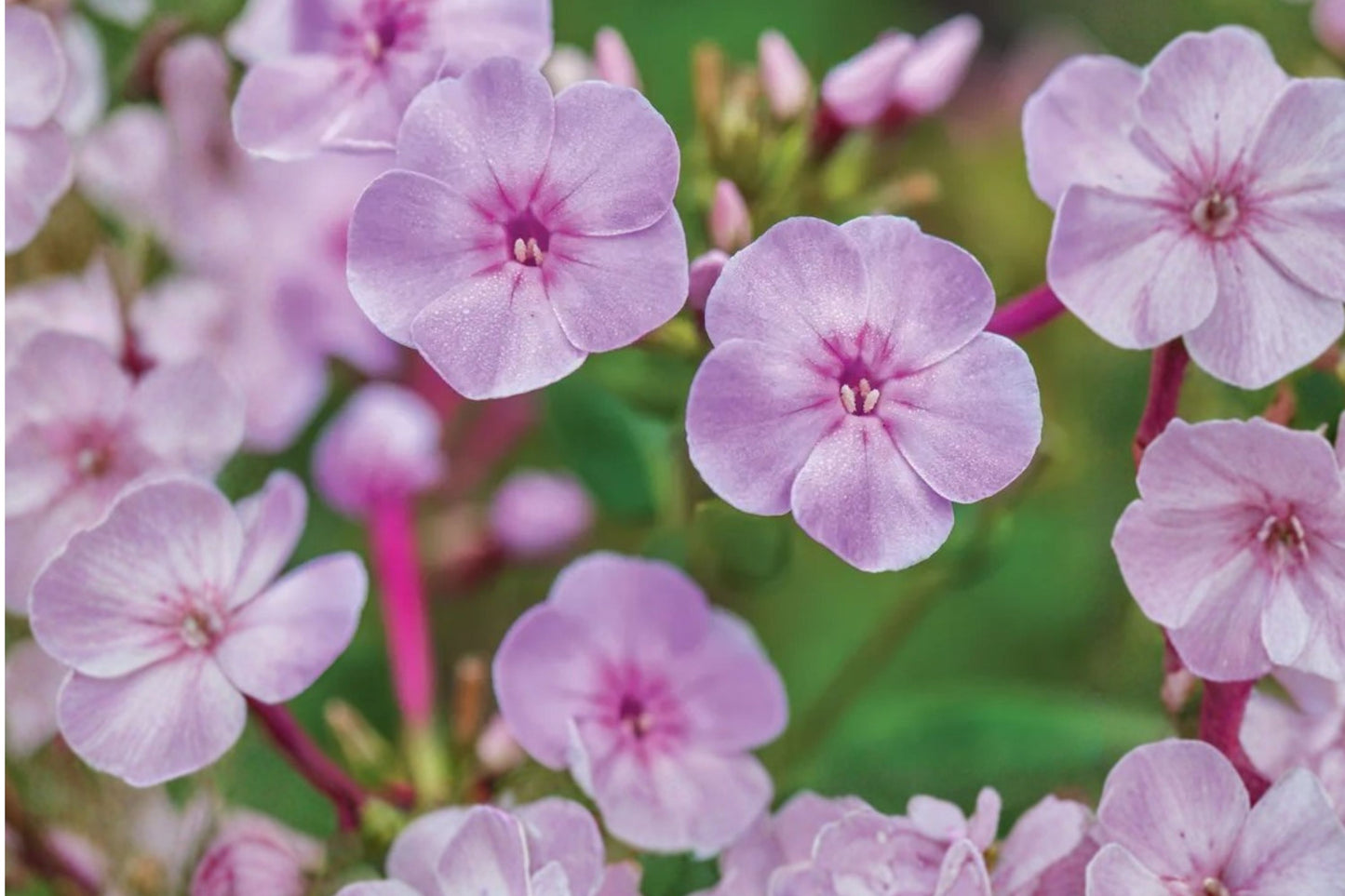 Garden Girls® Cover Girl Phlox Live Plant | Phlox paniculata 'Cover Girl' | Fragrant Perennial Pollinator Flower