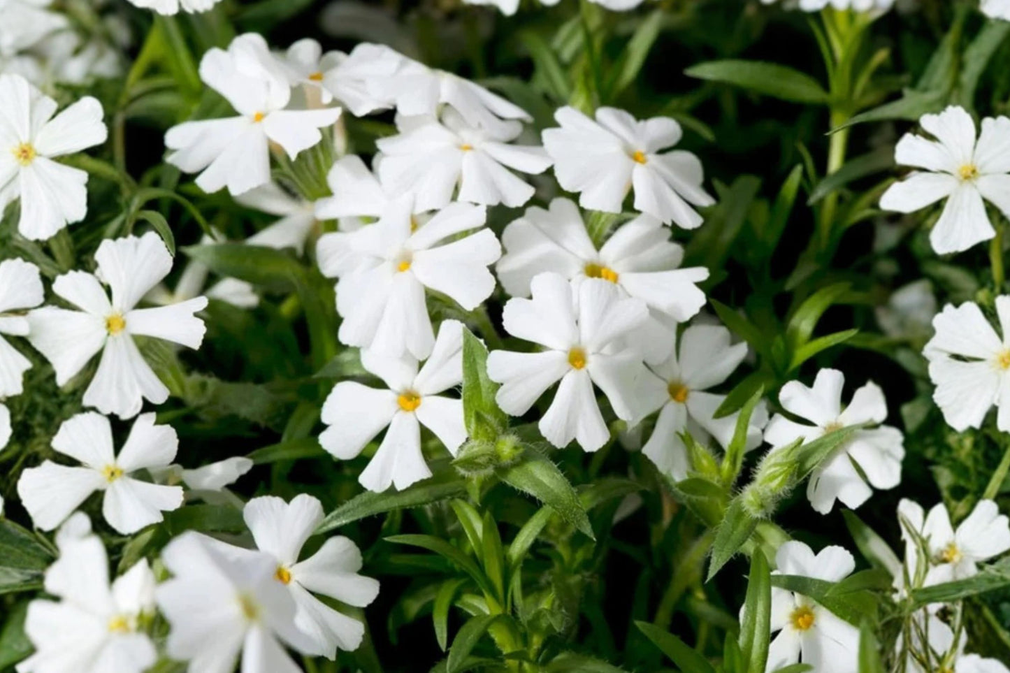 Snowflake Moss Phlox Live Plant | Phlox subulata 'Snowflake' | White Creeping Phlox Ground Cover Perennial
