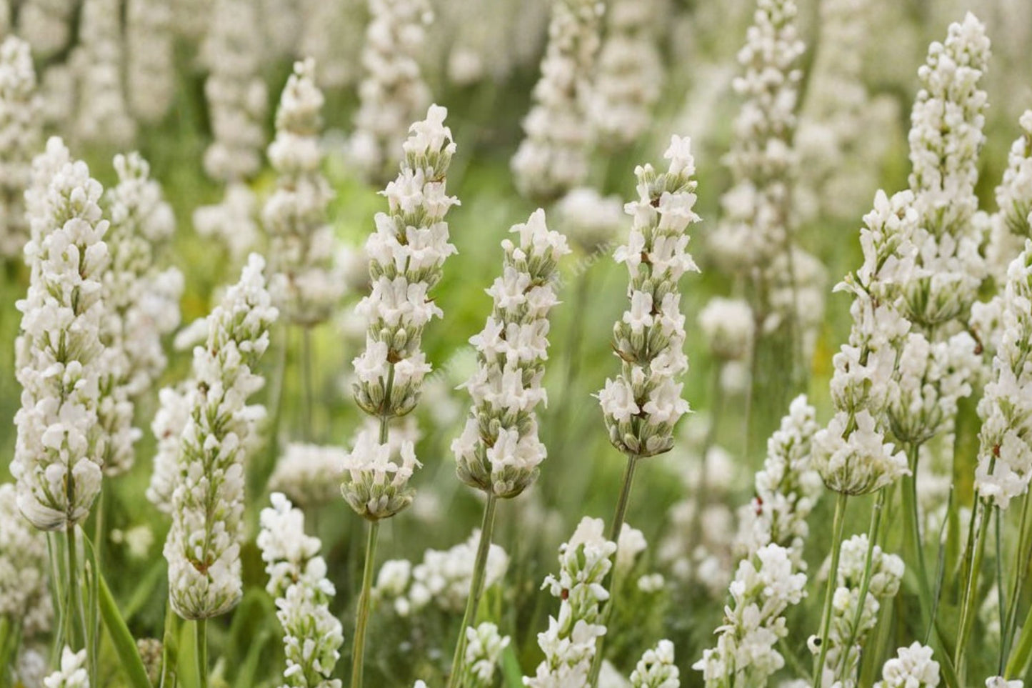 Exceptional White Lavender Live Plant | Lavandula × intermedia 'Exceptional White' | Fragrant White Lavender Perennial