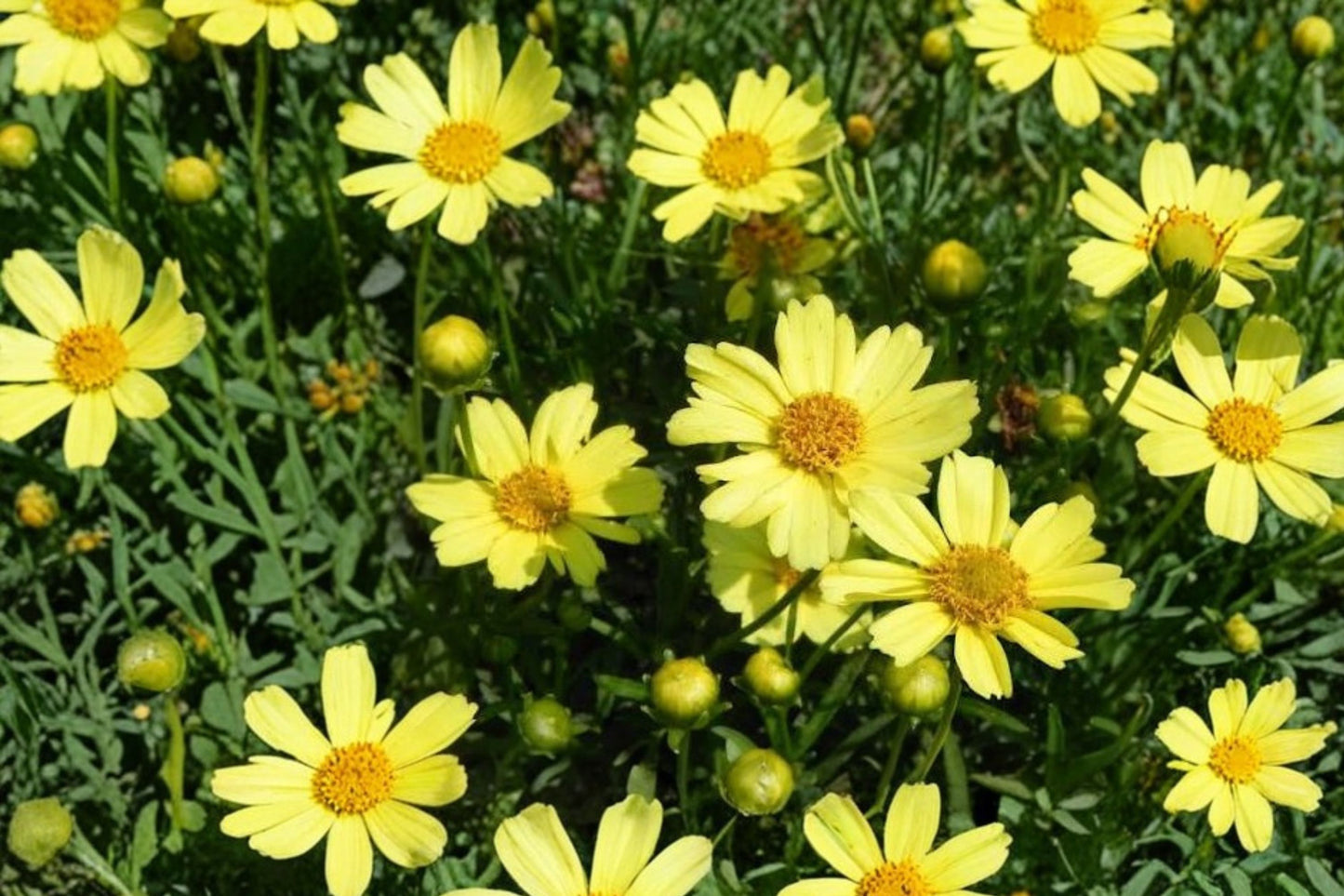 Crème Brûlée Threadleaf Coreopsis Live Plant | Coreopsis verticillata 'Crème Brûlée' | Cream Yellow Pollinator Perennial