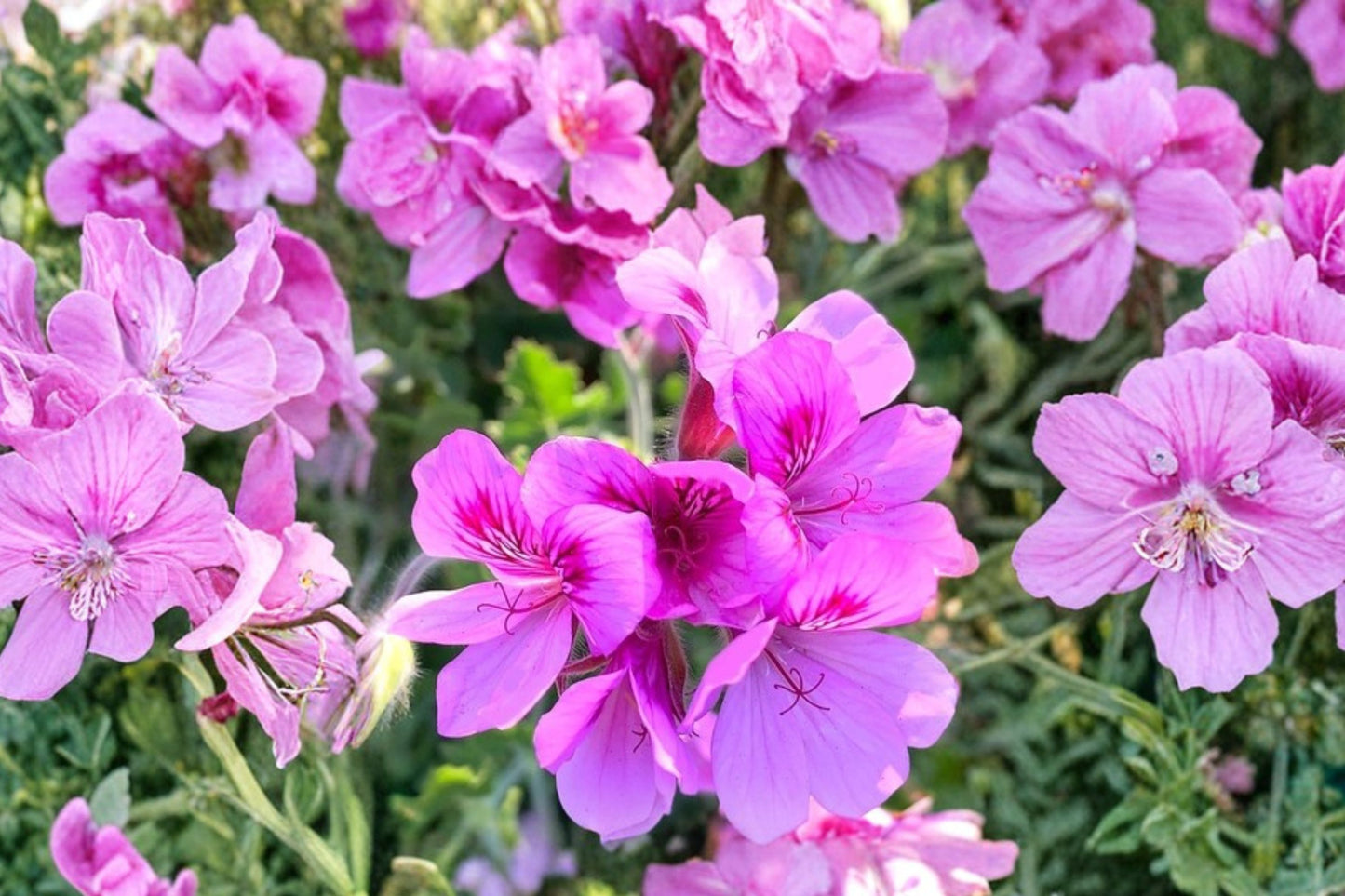 Gemstone Kunzite Scented Geranium Live Plant | Pelargonium 'Gemstone Kunzite' | Fragrant Herb Lavender Pink Blooms