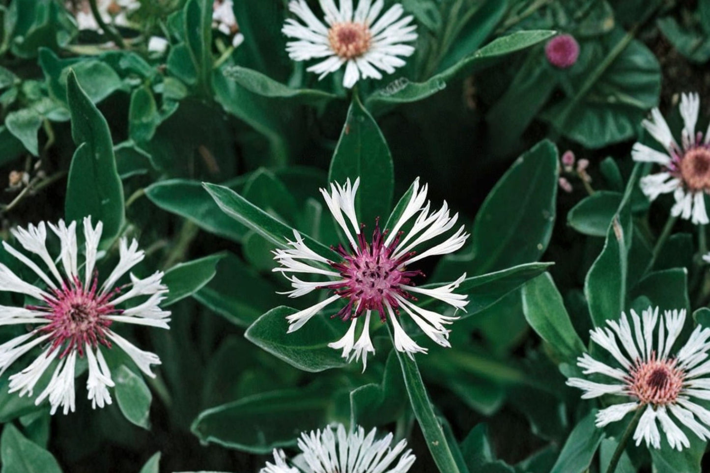 Amethyst in Snow Mountain Bluet Live Plant | Centaurea montana 'Amethyst in Snow' | White & Purple Pollinator Perennial