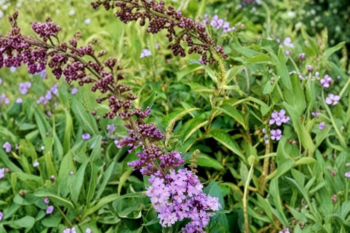 Monarch Glass Slippers Butterfly Bush Live Plant | Buddleia davidii 'Monarch Glass Slippers' | Blue Pollinator Shrub
