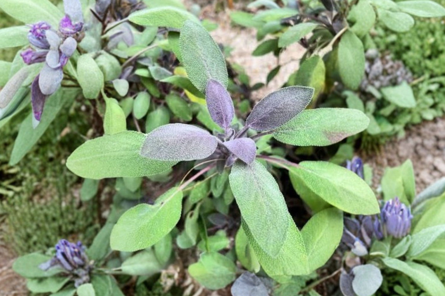Extracta Sage Live Plant | Salvia officinalis 'Extracta' | Fragrant Culinary Herb Pollinator Perennial