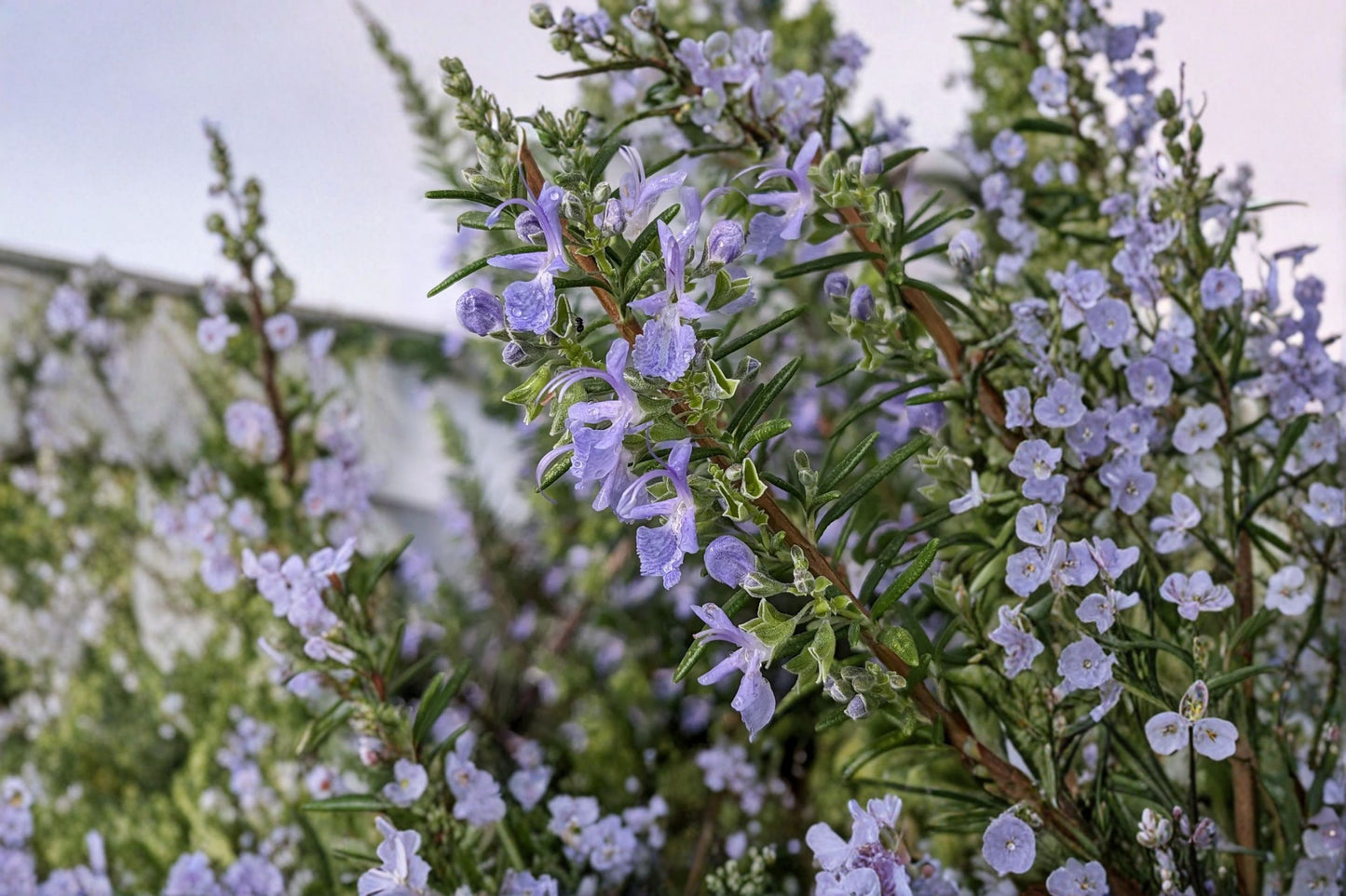 Capercaillie Rosemary Live Plant | Salvia rosmarinus 'Capercaillie' | Fragrant Culinary Herb Evergreen Perennial