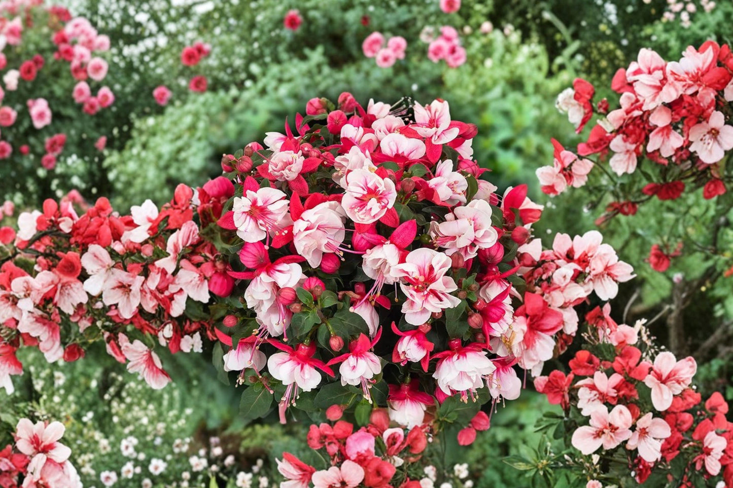 Ballerina Balancé Fuchsia Live Plant | Fuchsia 'Ballerina Balancé' | Hanging Basket Pink White Flowers