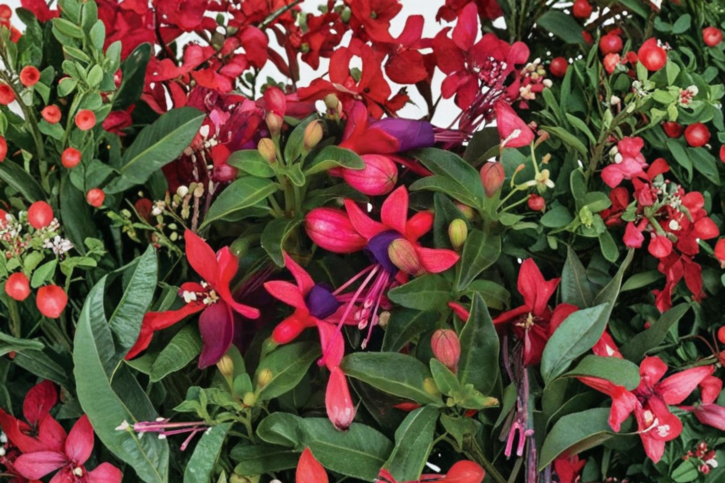 Ballerina's Upright Pirouette Fuchsia Live Plant | Fuchsia 'Ballerina's Upright Pirouette' | Pink Purple Blooms