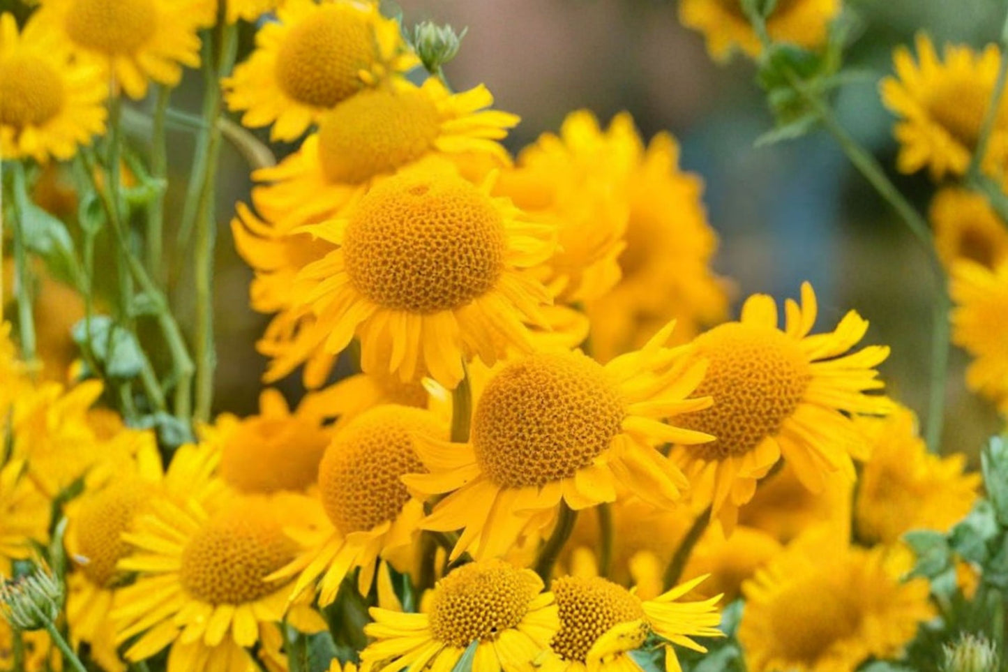 Eva Dwarf Golden Marguerite Live Plant | Anthemis tinctoria 'Eva' | Yellow Daisy Pollinator Perennial