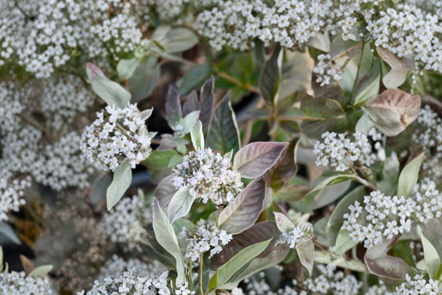Smokey Mountain Mint Live Plant | Pycnanthemum 'Smokey' | Native Pollinator Perennial Fragrant Herb