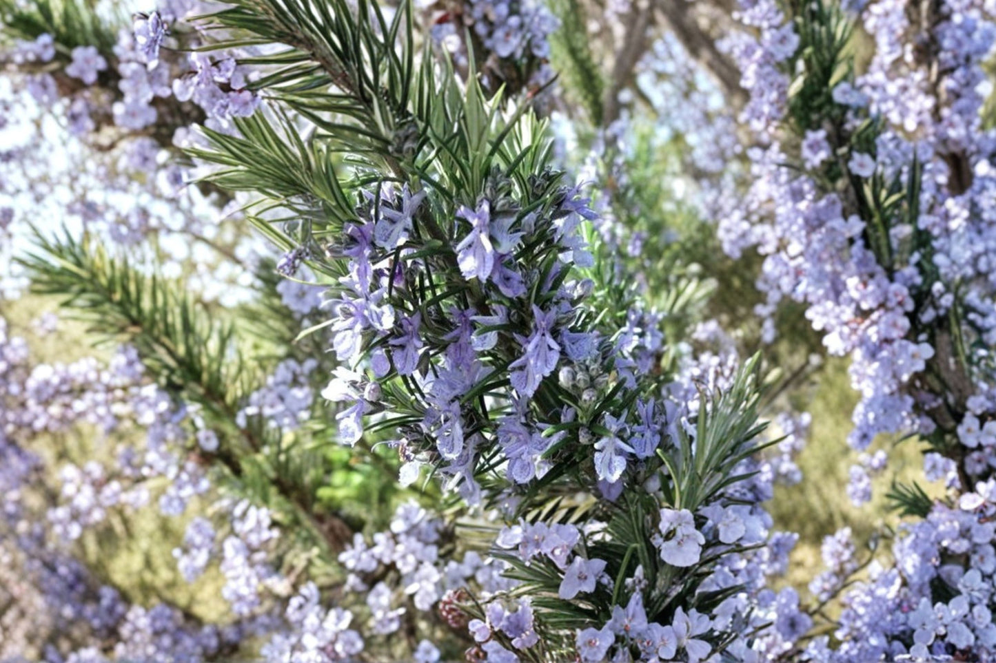 Blue Boy Rosemary Live Plant | Salvia rosmarinus 'Blue Boy' | Fragrant Culinary Herb Evergreen Perennial