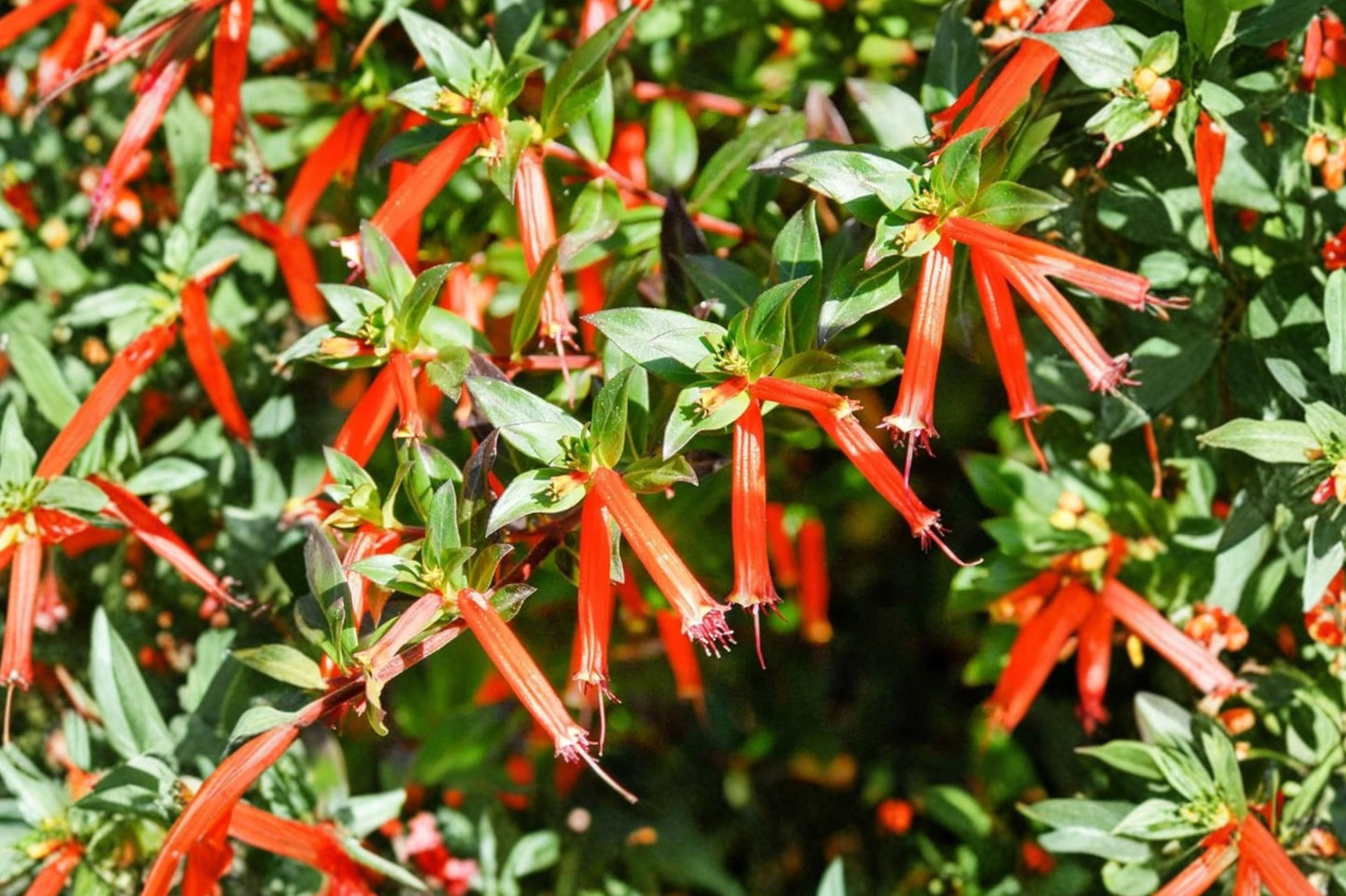 White Firecracker Plant Live Plant | Cuphea ignea 'White' | White Cigar Flower Hummingbird Plant