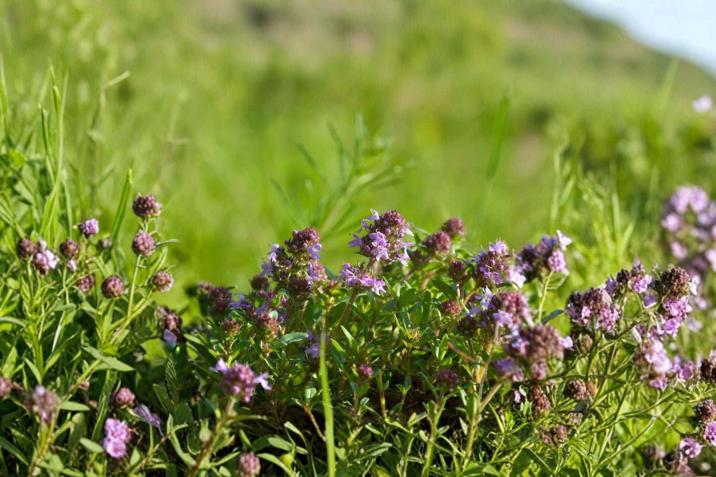 Mint Thyme Live Plant | Thymus 'Mint' | Fragrant Culinary Herb Ground Cover Pollinator Perennial