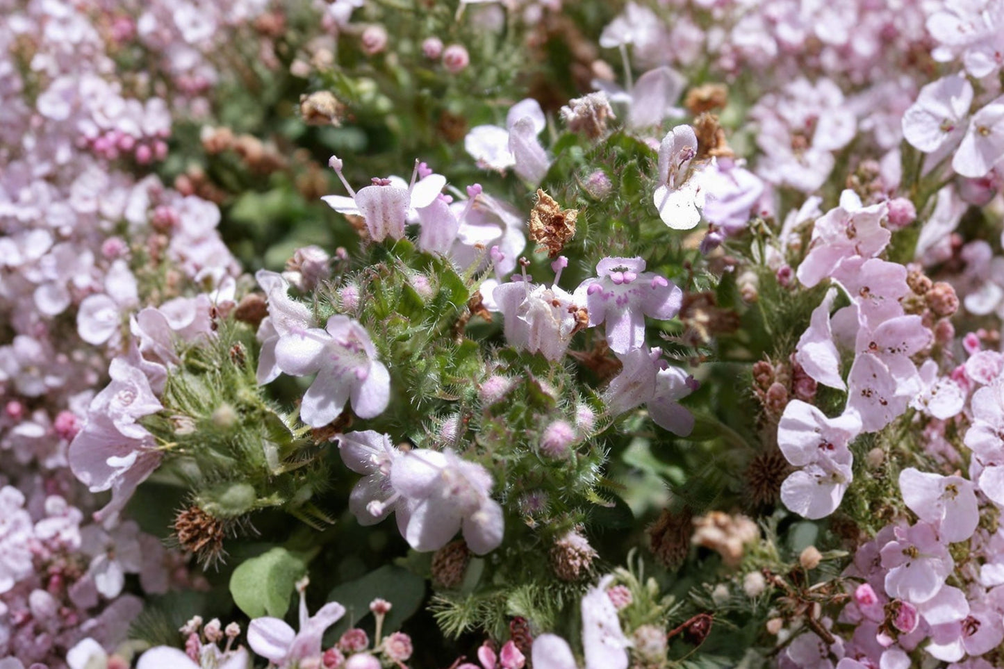 Reiter's Thyme Live Plant | Thymus 'Reiter' | Fragrant Ground Cover Herb Pollinator Perennial
