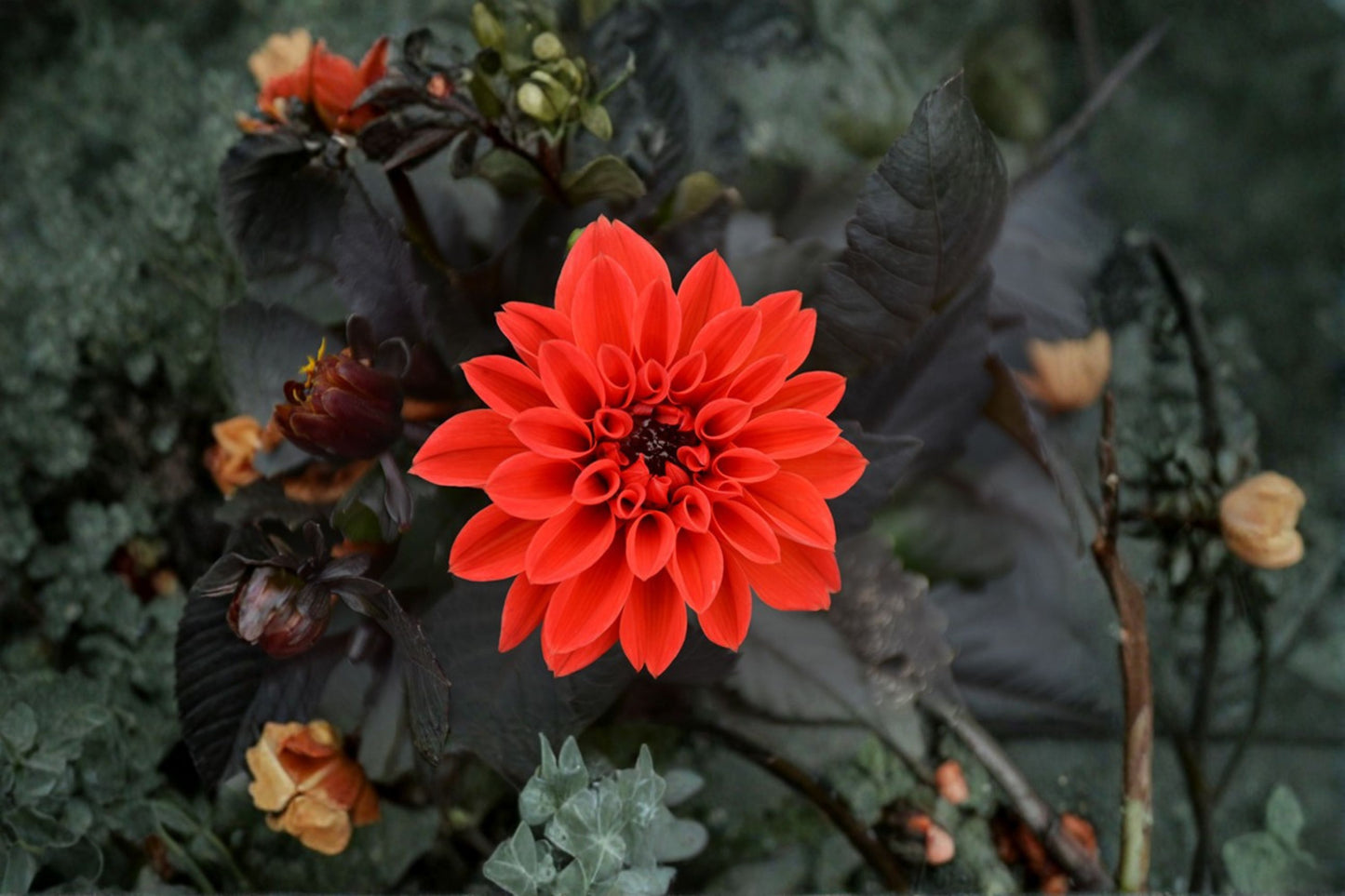 Temptation Orange Dahlia Live Plant | Dahlia 'Temptation Orange' | Orange Blooms Pollinator Flower