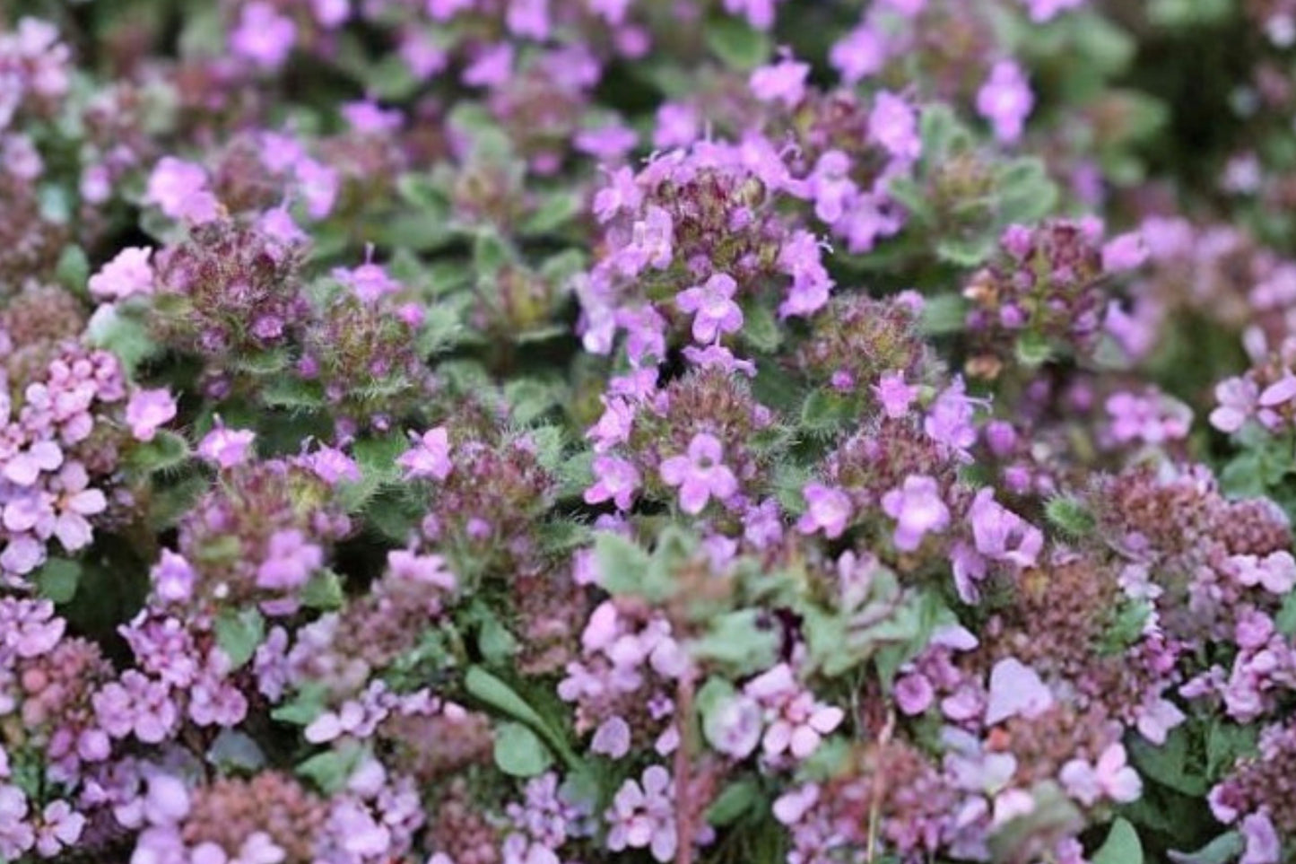 Hall's Woolly Thyme Live Plant | Thymus pseudolanuginosus 'Hall's' | Silver Ground Cover Fragrant Perennial