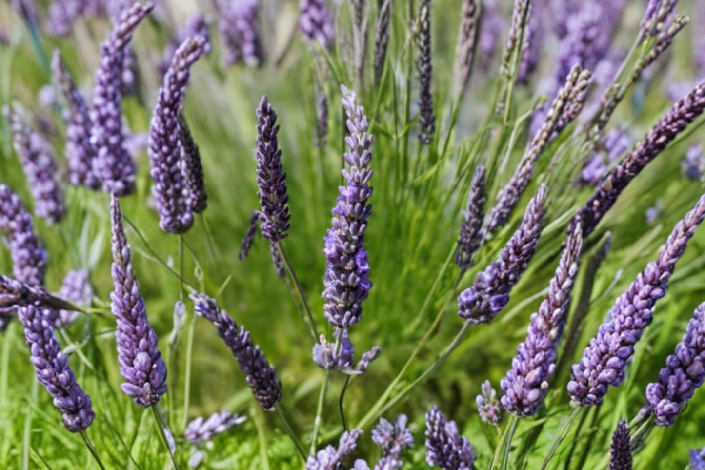 Gros Bleu Lavender Live Plant | Lavandula × intermedia 'Gros Bleu' | Fragrant Purple Pollinator Perennial Herb