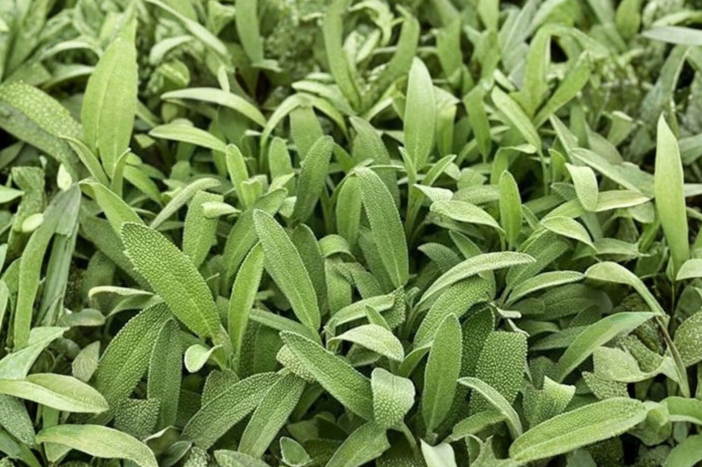 Robert Grimm Dwarf Culinary Sage Live Plant | Salvia officinalis 'Robert Grimm' | Fragrant Herb Evergreen Perennial